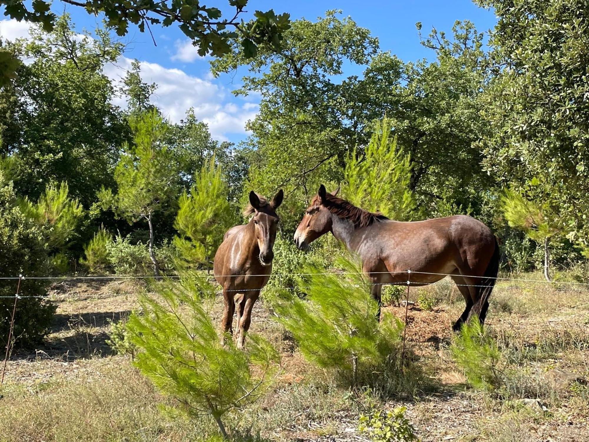 Les Yourtes De Provence Bed & Breakfast Saint-Paulet-de-Caisson Exterior photo